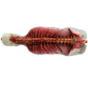 RealSpine Full Modular